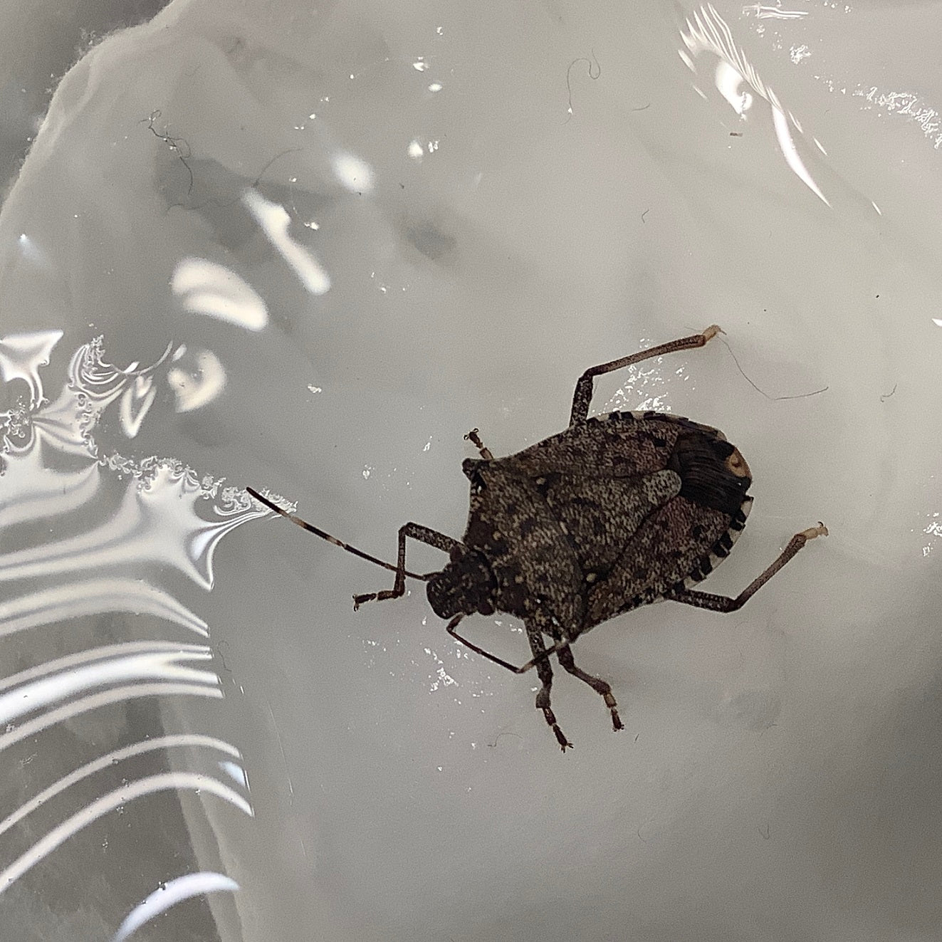 Brown marmorated stink bug
