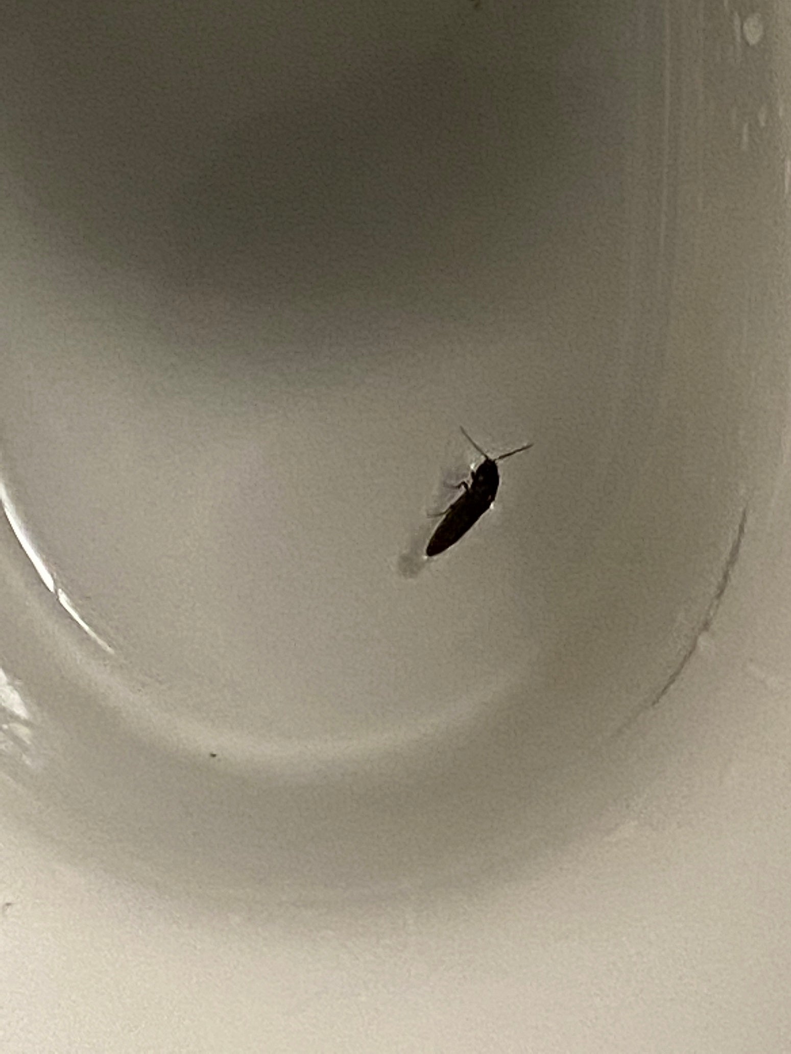 Click beetle
