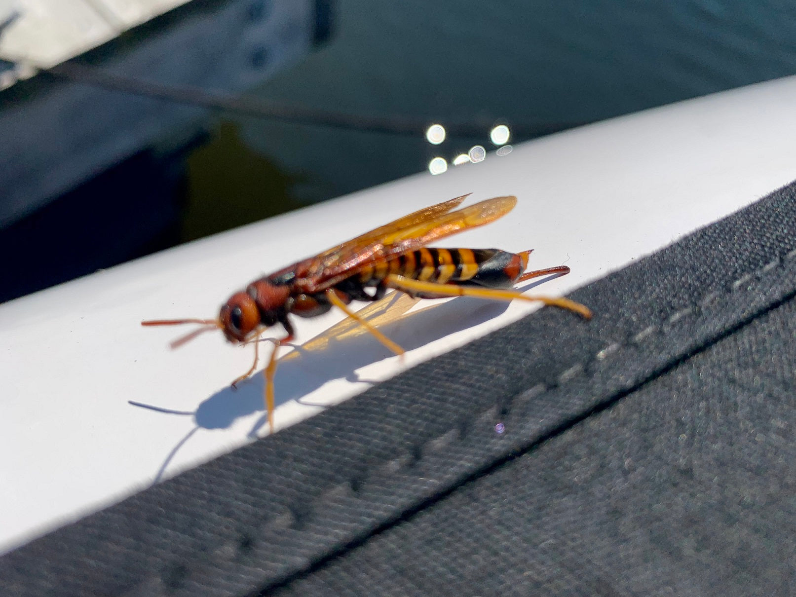 Horntail