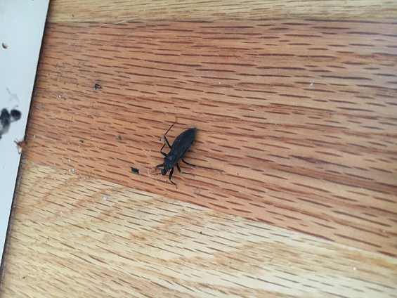 Assassin bug