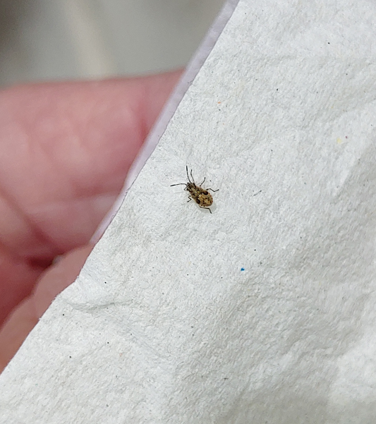 False chinch bug