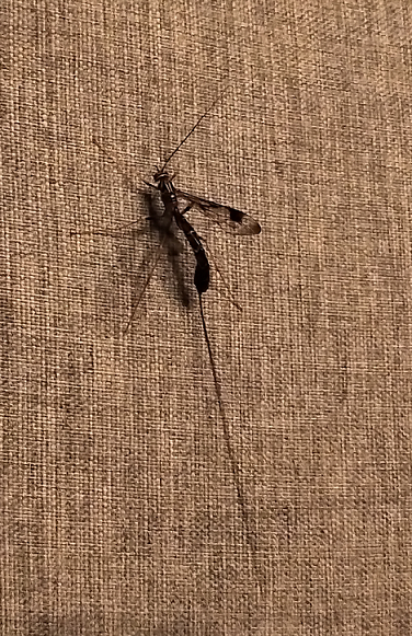 giant ichneumon wasp