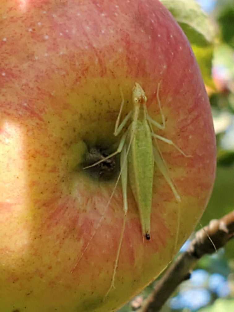 Tree cricket