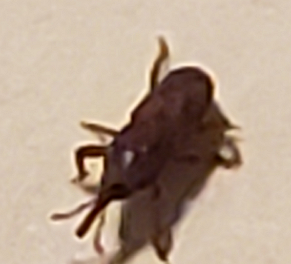 Weevil