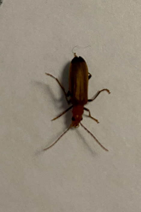 Wharf borer