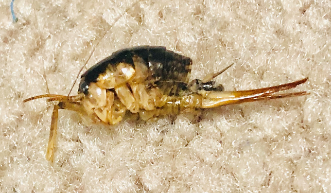 Female camel/cave cricket