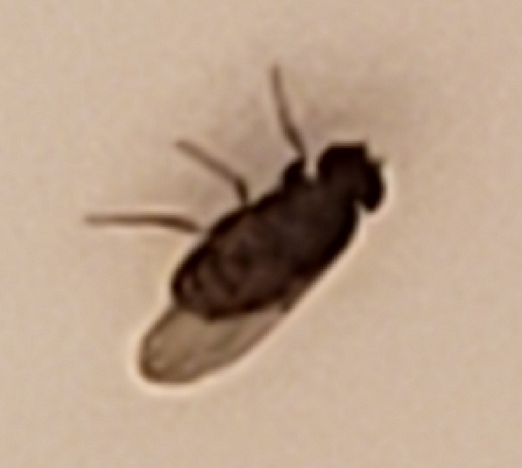 Pomace/vinegar fly