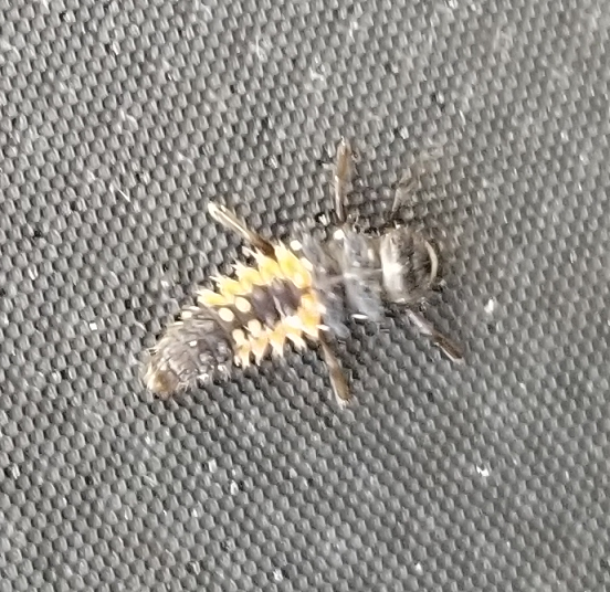 Larva of the Asian multi-colored lady beetle