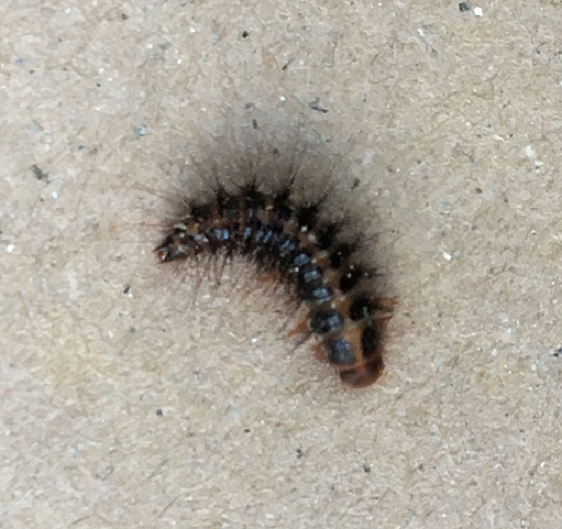 Larva of a larder beetle