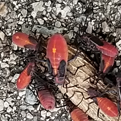 Nymphs of a boxelder bug