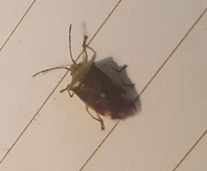 Shield bug