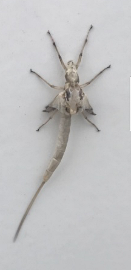 Shed ‘skin’ (exuvium) of a Mayfly subimago