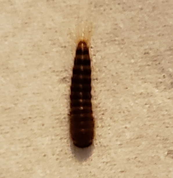 Larva of a carpet beetle