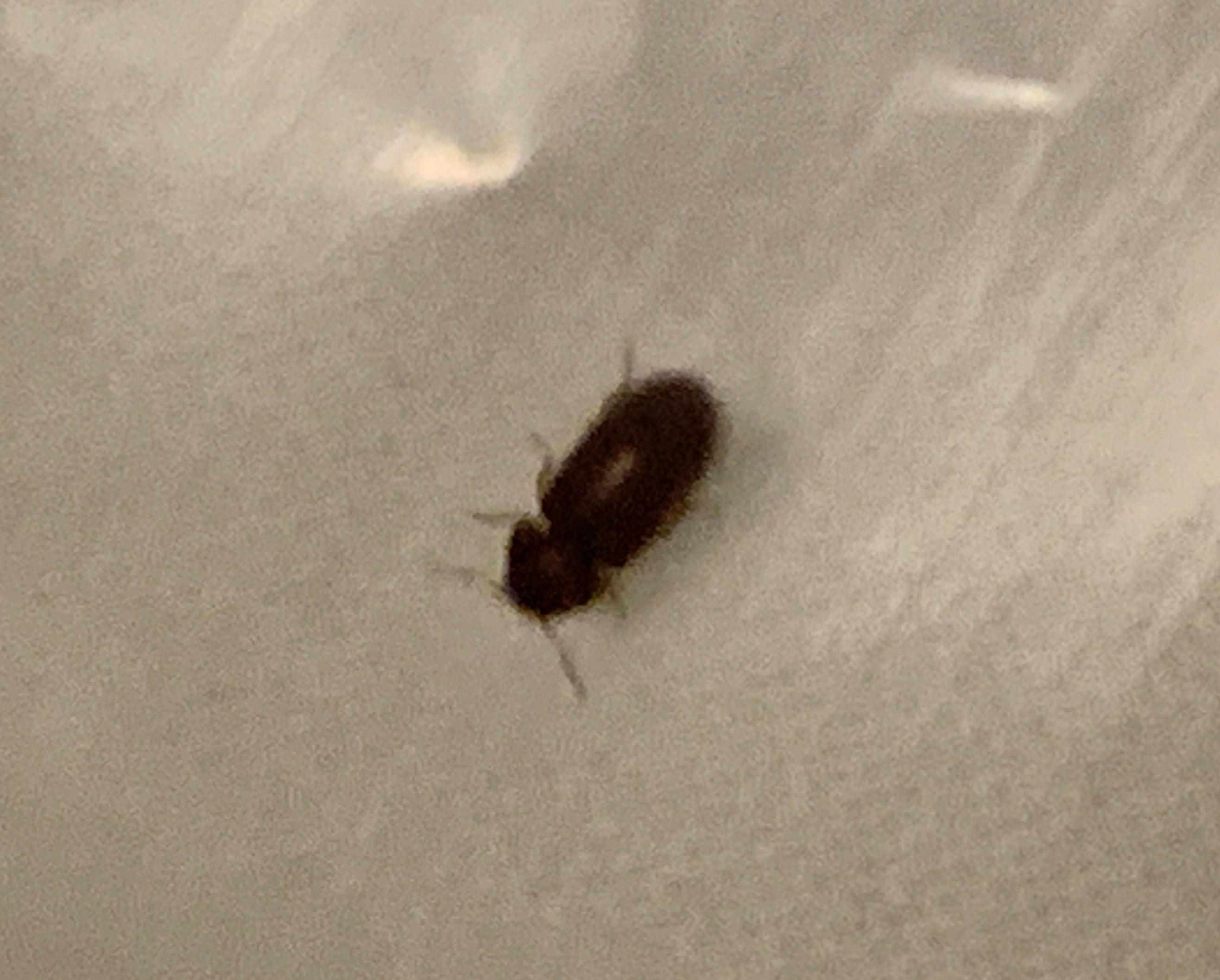 Drugstore beetle