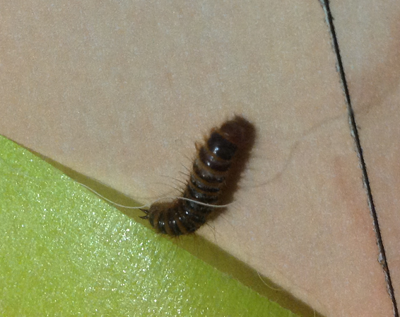 Larva of a larder beetle