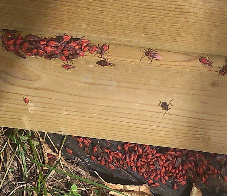 Boxelder bugs