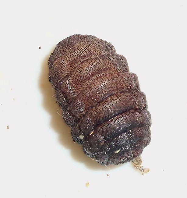 Boot Fly Insect Larva (Rodent Bot fly)