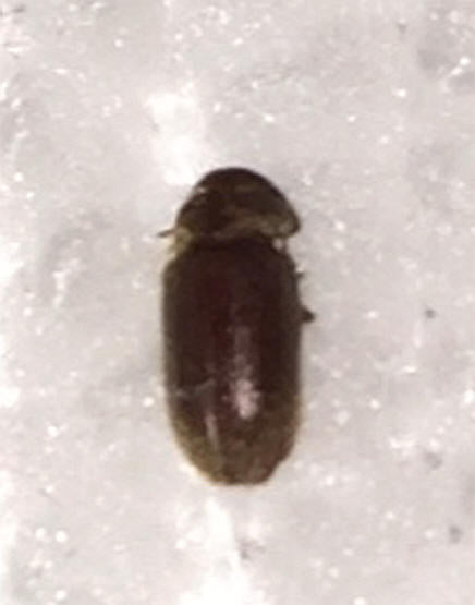 Drugstore or Cigarette Beetle