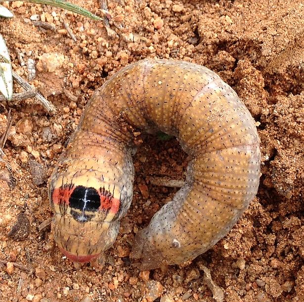 Sphinx Moth caterpillar