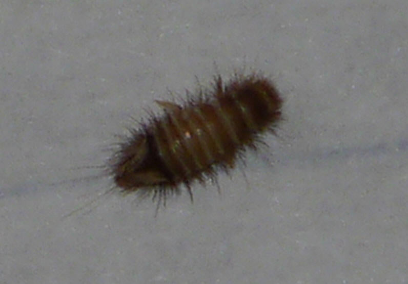 Carpet Beetle Larva