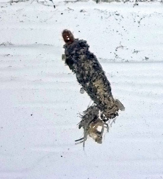 Case Bearing Caterpillar