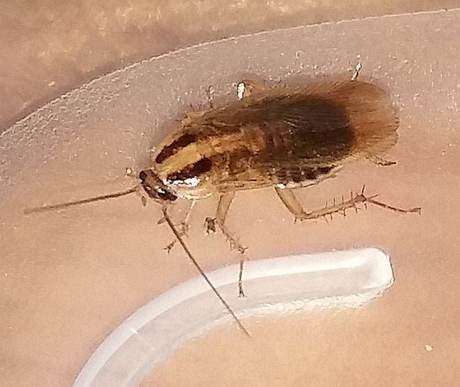 German Cockroach