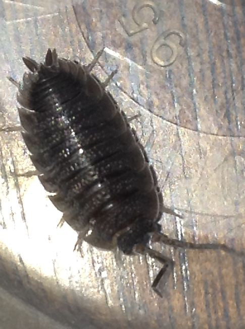 Sow Bug