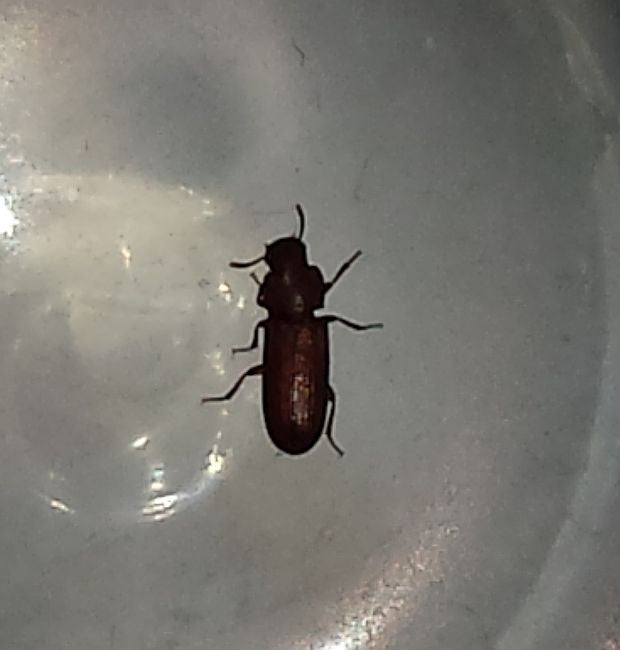 Darkling beetle