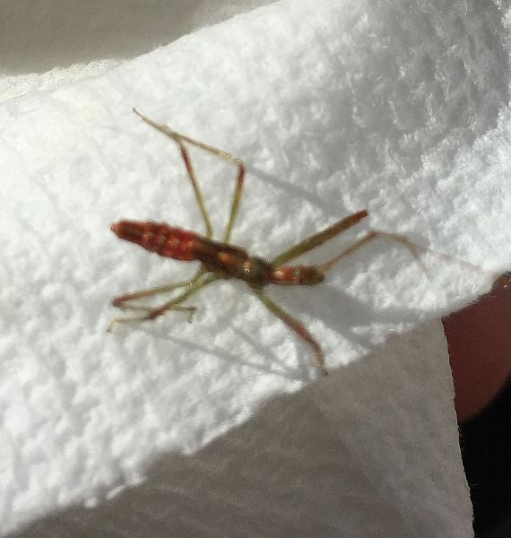 Assassin Bug Nymph