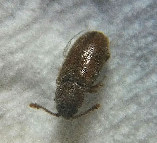 Grain beetle