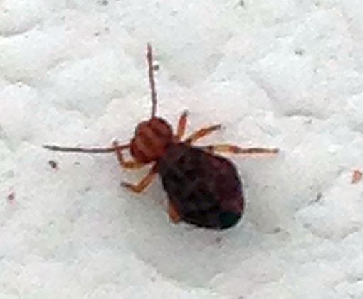 Globular Springtail