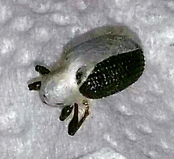 Weevil:   Broad nose, short Snout