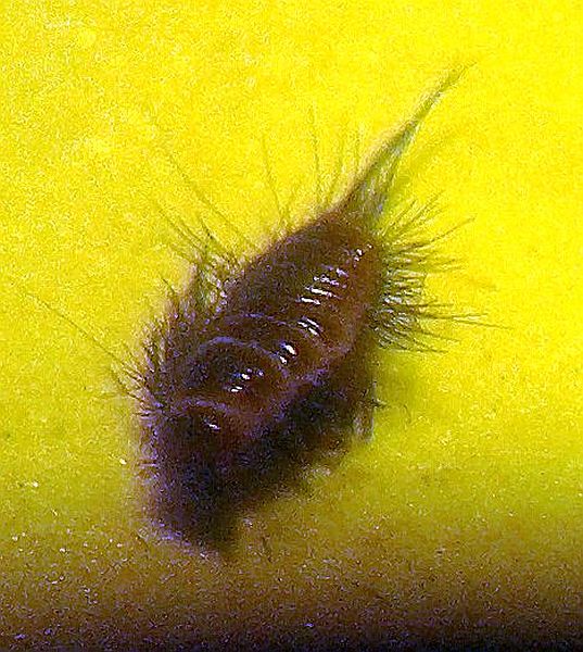 Dermestidae Beetle Larva