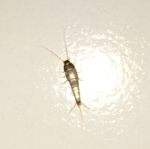 Silverfish