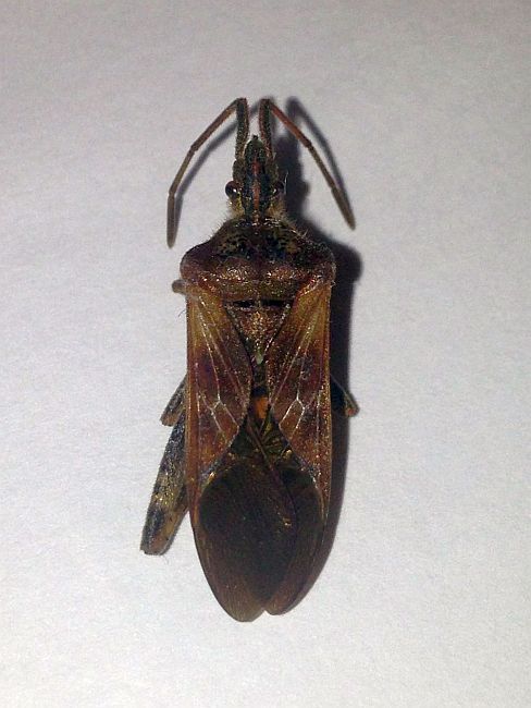 Western Conifer Seed Bug