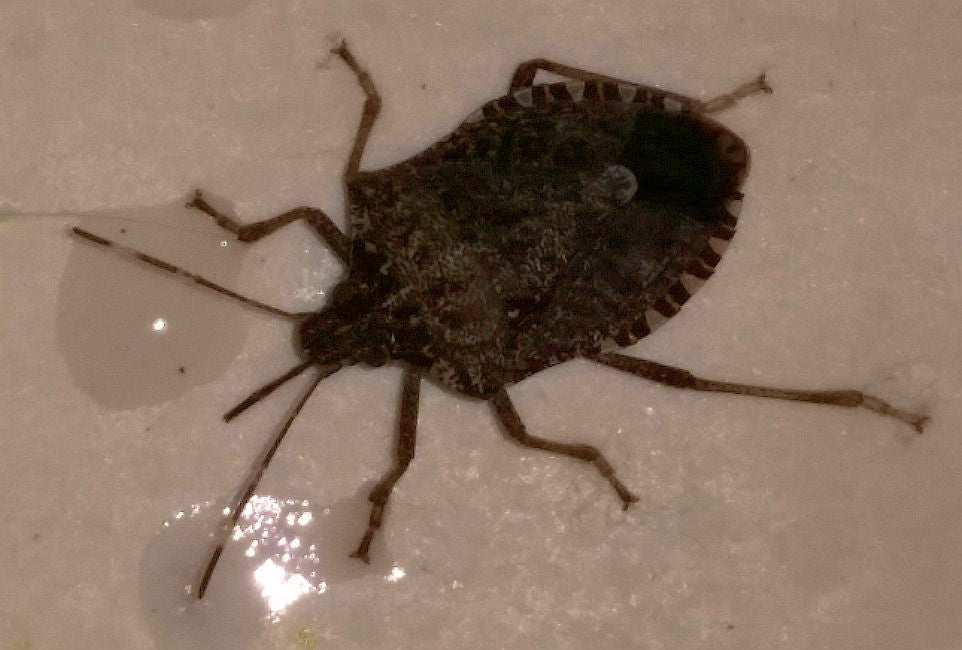 Brown Marmorated Stink Bug