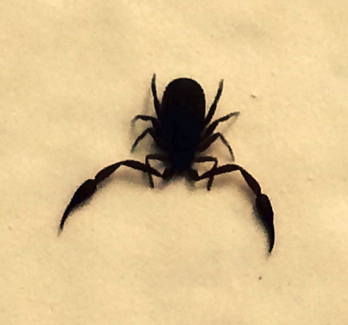 Pseudoscorpion