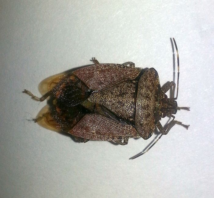 Stink Bug