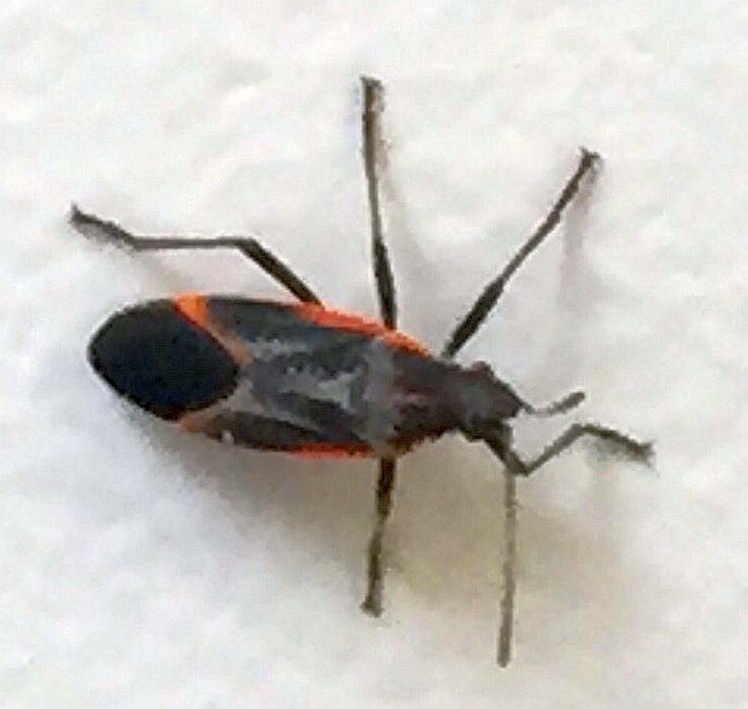 Boxelder Bug invasion