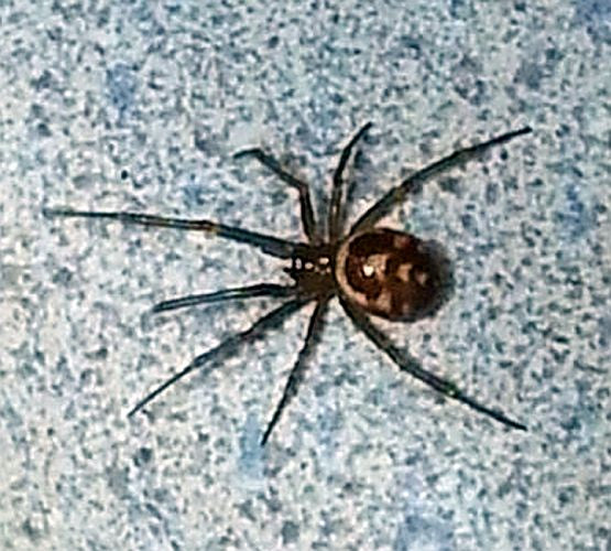 Comb footed/cobweb spider