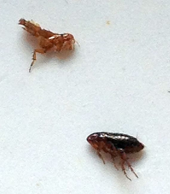 Fleas