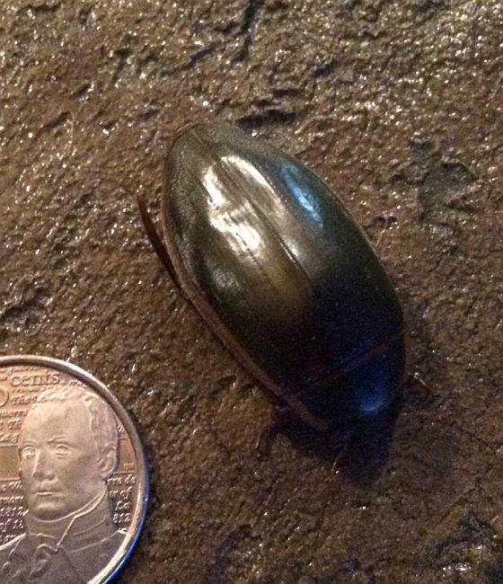 Predaceous diving beetle