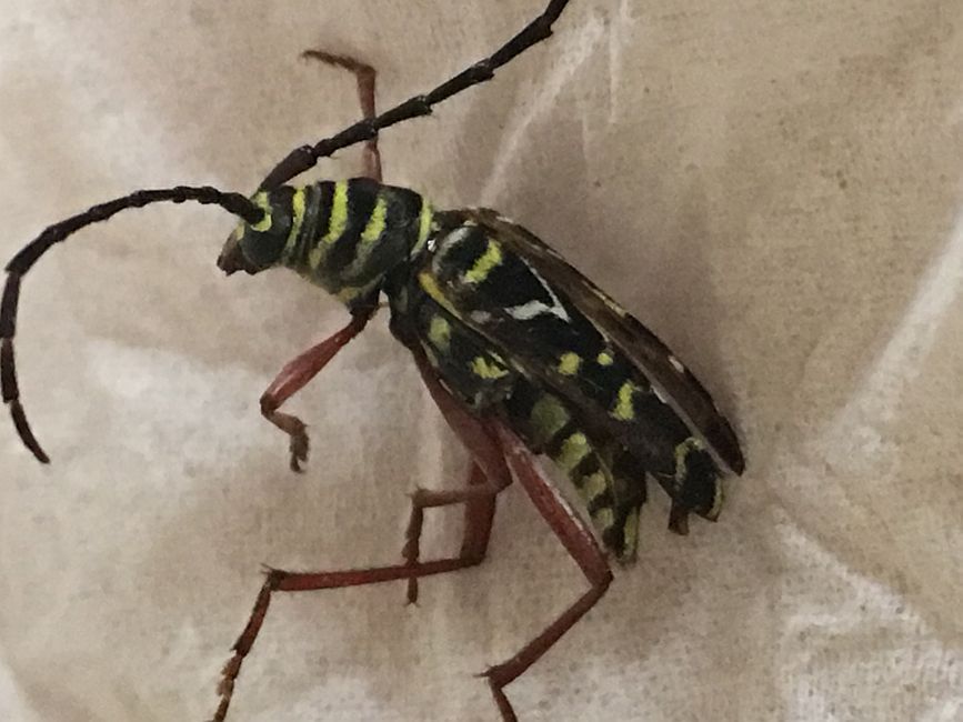 long-horned wood-boring beetle