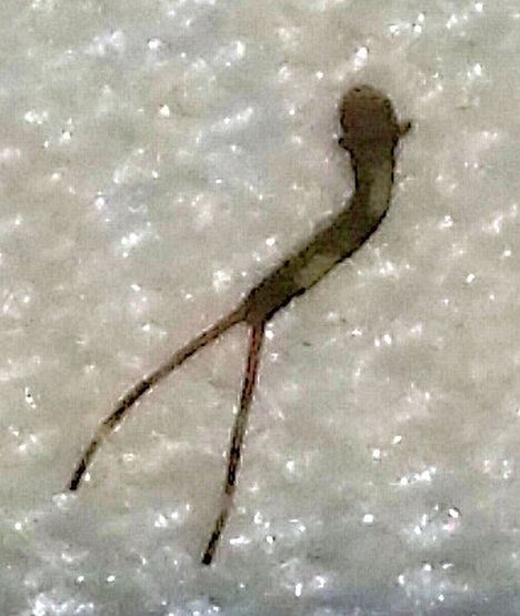 Moth Larva (caterpillar)