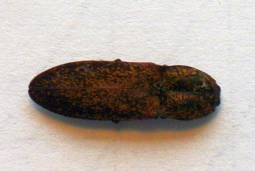 Click Beetle