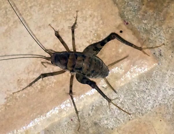 Camel Cricket