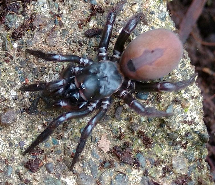 folding-door trapdoor spider