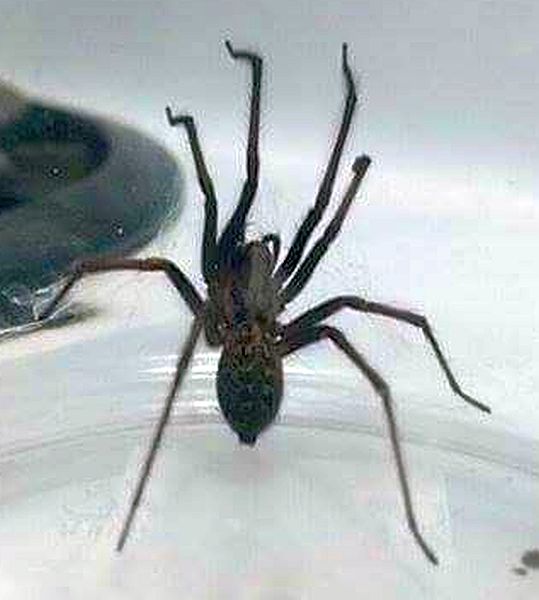 Spider in bed