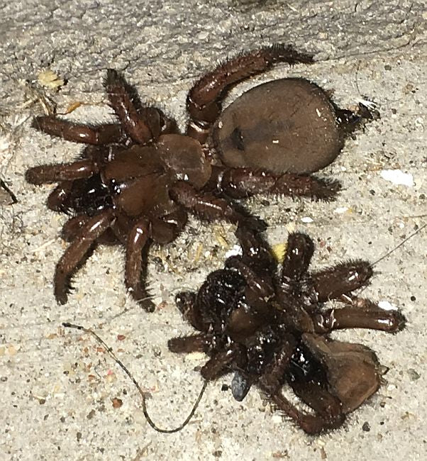 folding-door trapdoor spider