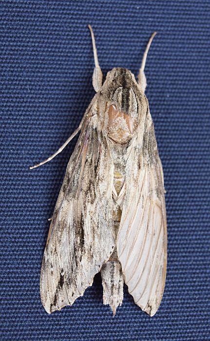 Sphinx moth